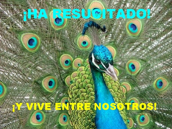  ¡HA RESUCITADO! ¡Y VIVE ENTRE NOSOTROS! 