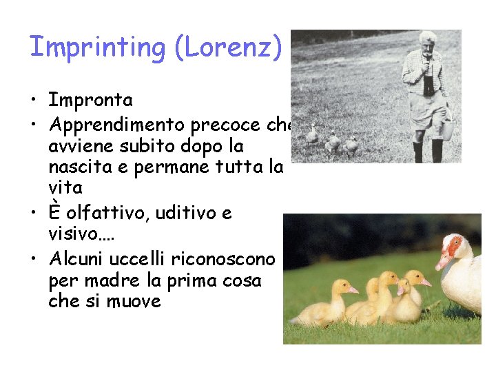 Imprinting (Lorenz) • Impronta • Apprendimento precoce che avviene subito dopo la nascita e