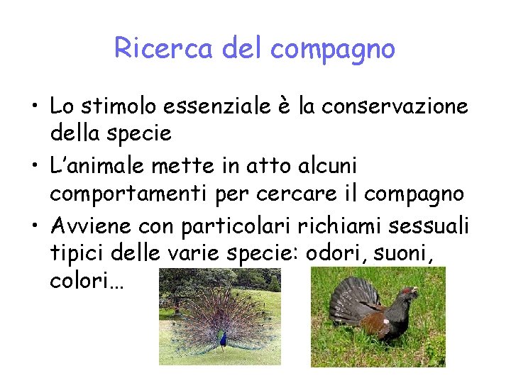 Ricerca del compagno • Lo stimolo essenziale è la conservazione della specie • L’animale