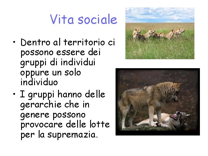 Vita sociale • Dentro al territorio ci possono essere dei gruppi di individui oppure