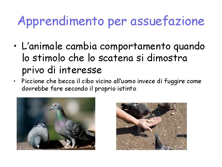 Apprendimento per assuefazione • L’animale cambia comportamento quando lo stimolo che lo scatena si