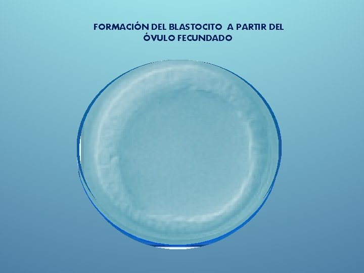 FORMACIÓN DEL BLASTOCITO A PARTIR DEL ÓVULO FECUNDADO 