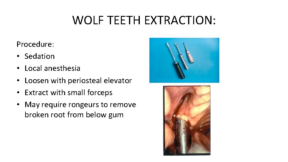 WOLF TEETH EXTRACTION: Procedure: • Sedation • Local anesthesia • Loosen with periosteal elevator
