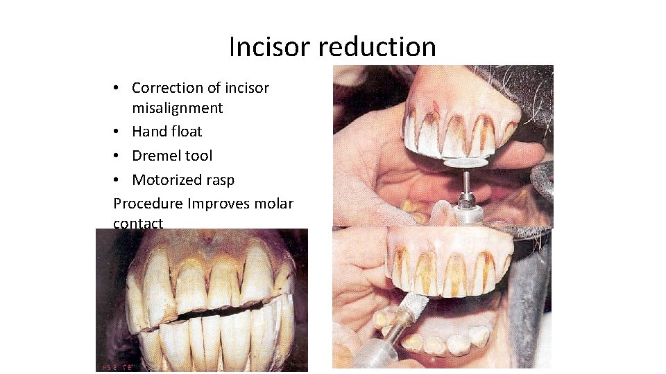 Incisor reduction • Correction of incisor misalignment • Hand float • Dremel tool •