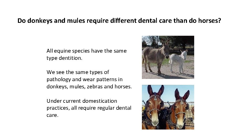 Do donkeys and mules require different dental care than do horses? All equine species