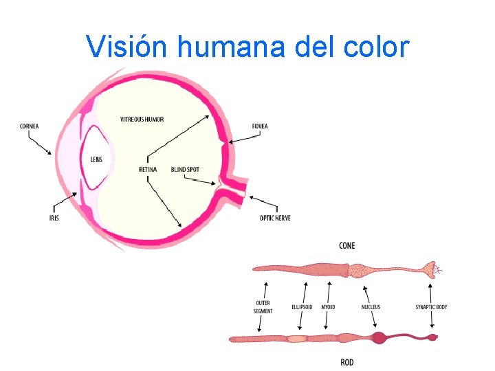 Visión humana del color 