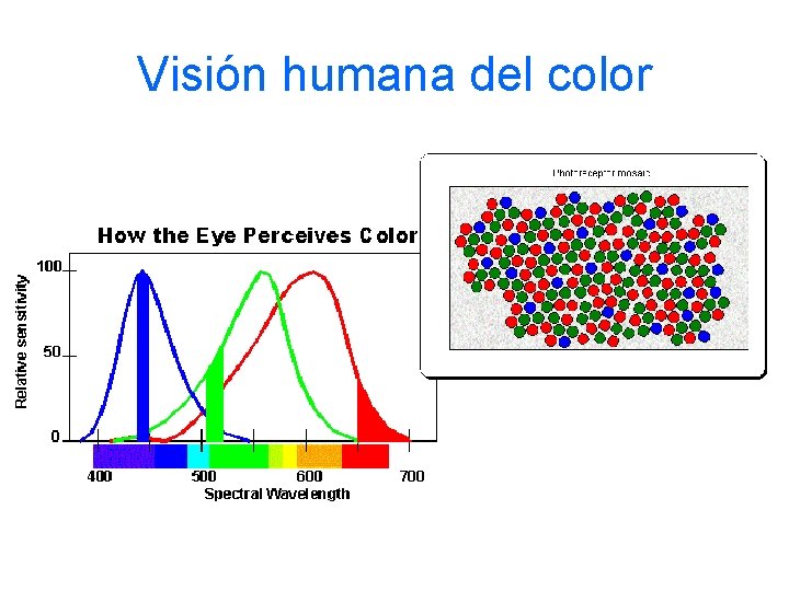 Visión humana del color 