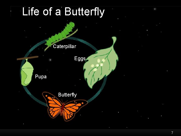 Life of a Butterfly Caterpillar Eggs Pupa Butterfly 7 