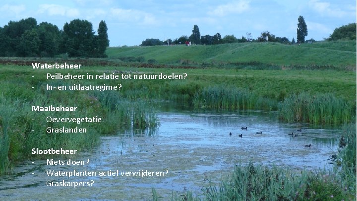Waterbeheer - Peilbeheer in relatie tot natuurdoelen? - In- en uitlaatregime? Maaibeheer - Oevervegetatie Waterbeheer - Peilbeheer in relatie tot natuurdoelen? - In- en uitlaatregime? Maaibeheer - Oevervegetatie