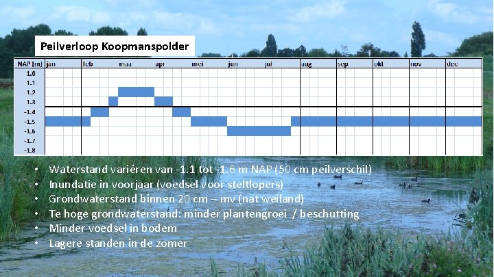Peilverloop Koopmanspolder • • • Waterstand variëren van -1. 1 tot -1. 6 m Peilverloop Koopmanspolder • • • Waterstand variëren van -1. 1 tot -1. 6 m
