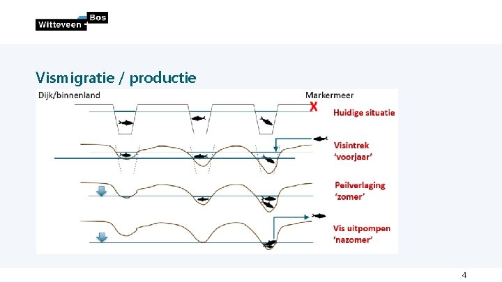 Vismigratie / productie 4 Vismigratie / productie 4