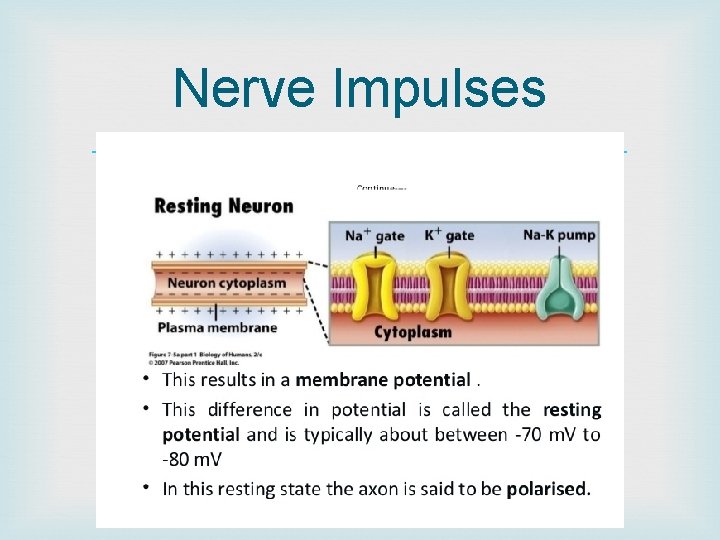 Nerve Impulses 