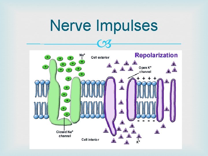 Nerve Impulses 