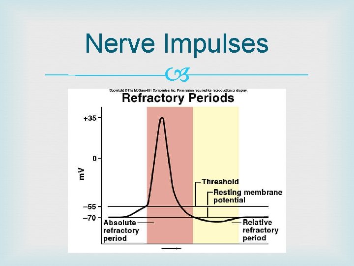 Nerve Impulses 