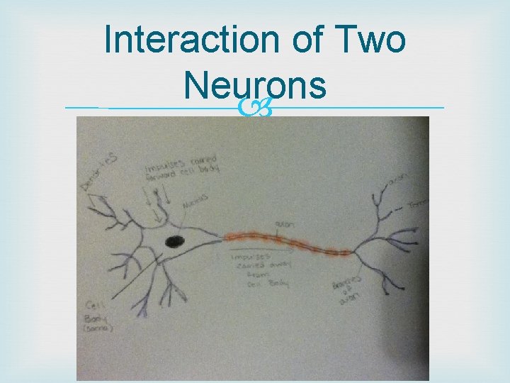 Interaction of Two Neurons 