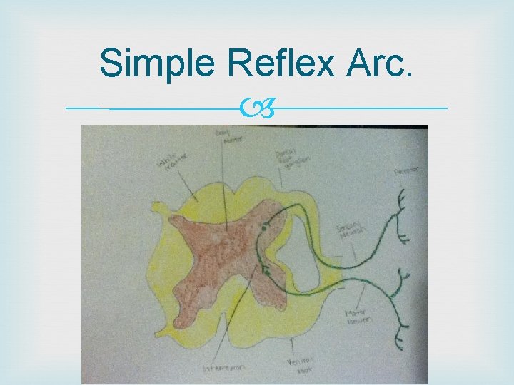 Simple Reflex Arc. 