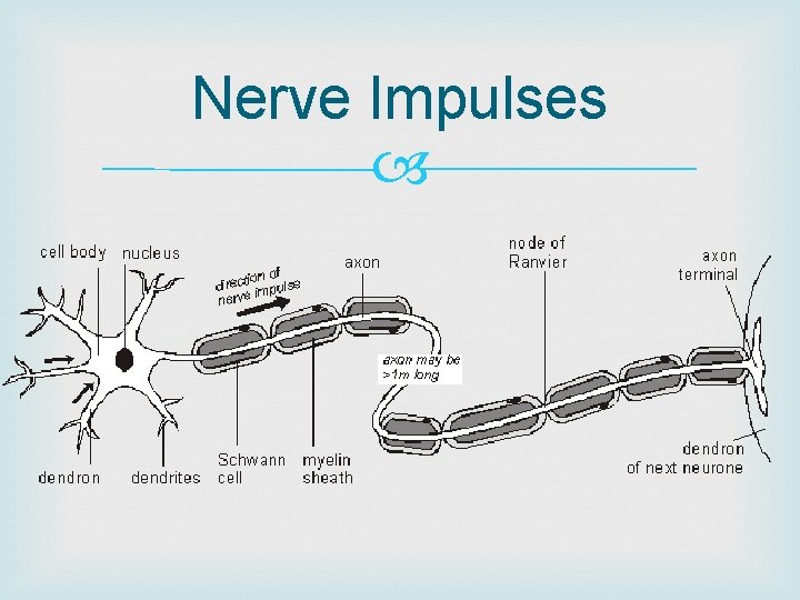 Nerve Impulses 