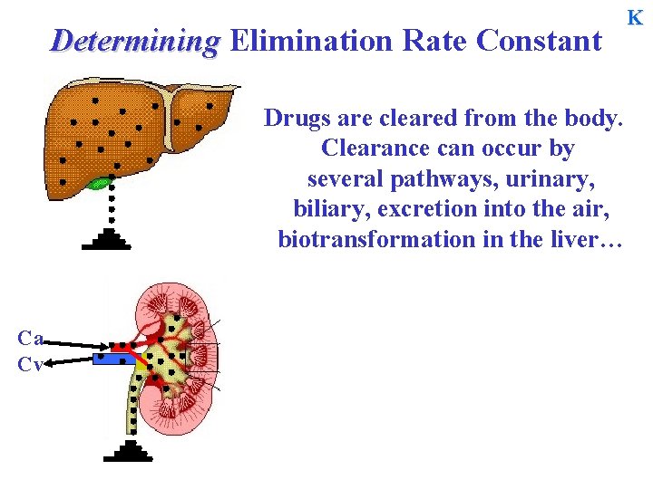 Determining Elimination Rate Constant Drugs are cleared from the body. Clearance can occur by