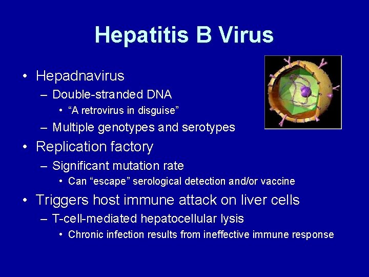 Hepatitis B Virus • Hepadnavirus – Double-stranded DNA • “A retrovirus in disguise” –
