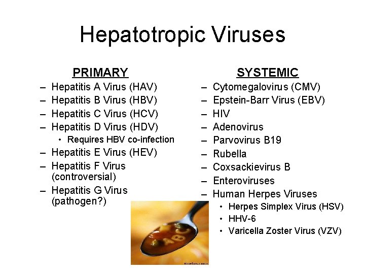 Hepatotropic Viruses PRIMARY – – Hepatitis A Virus (HAV) Hepatitis B Virus (HBV) Hepatitis
