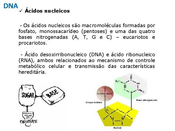 DNA ü Ácidos nucleicos - Os ácidos nucleicos são macromoléculas formadas por fosfato, monossacarídeo