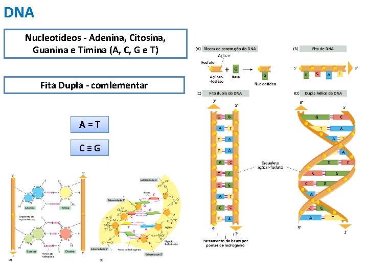 DNA Nucleotídeos - Adenina, Citosina, Guanina e Timina (A, C, G e T) Fita