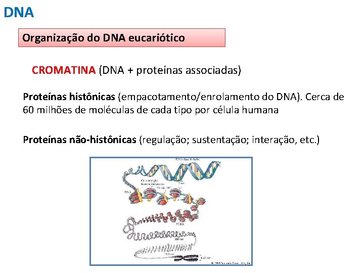 DNA Organização do DNA eucariótico CROMATINA (DNA + proteínas associadas) Proteínas histônicas (empacotamento/enrolamento do