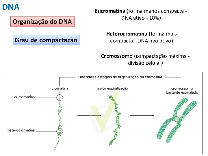 DNA Organização do DNA Grau de compactação Eucromatina (forma menos compacta DNA ativo -