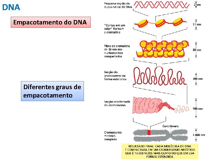 DNA Empacotamento do DNA Diferentes graus de empacotamento 