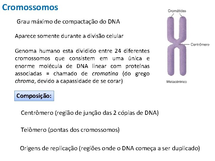 Cromossomos Grau máximo de compactação do DNA Aparece somente durante a divisão celular Genoma