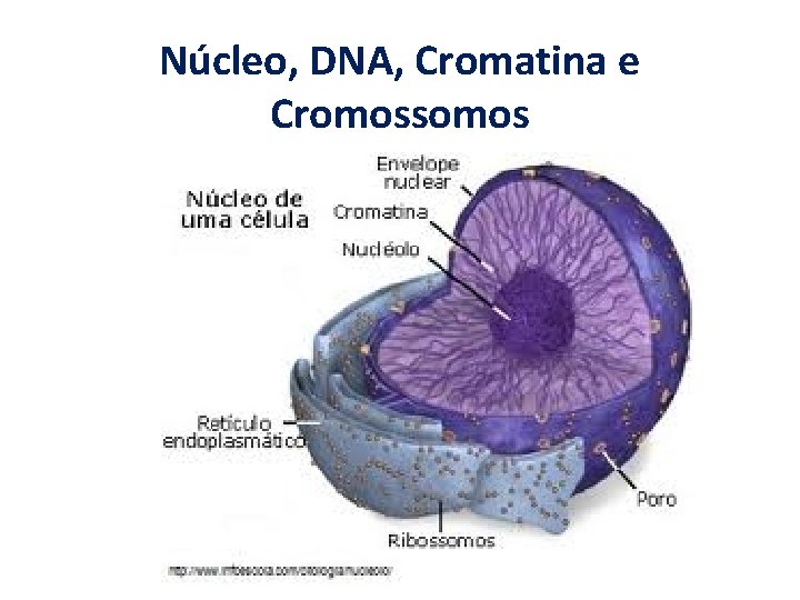 Núcleo, DNA, Cromatina e Cromossomos 