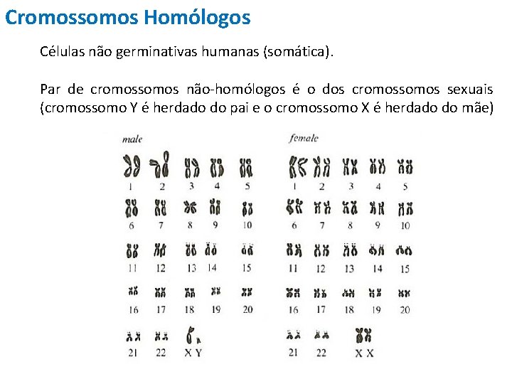 Cromossomos Homólogos Células não germinativas humanas (somática). Par de cromossomos não-homólogos é o dos