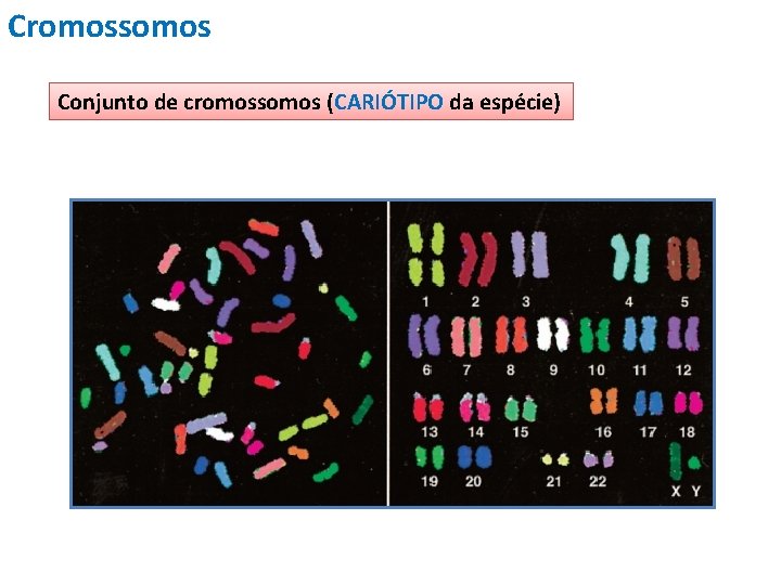 Cromossomos Conjunto de cromossomos (CARIÓTIPO da espécie) 