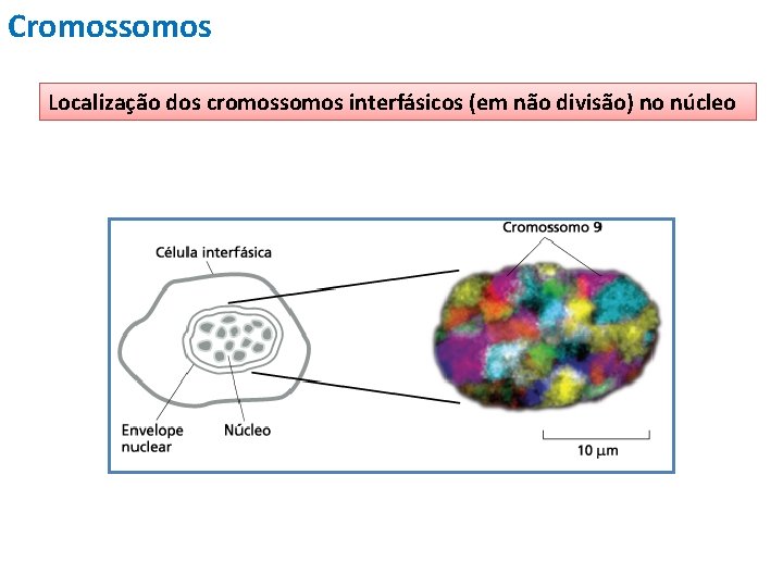 Cromossomos Localização dos cromossomos interfásicos (em não divisão) no núcleo 