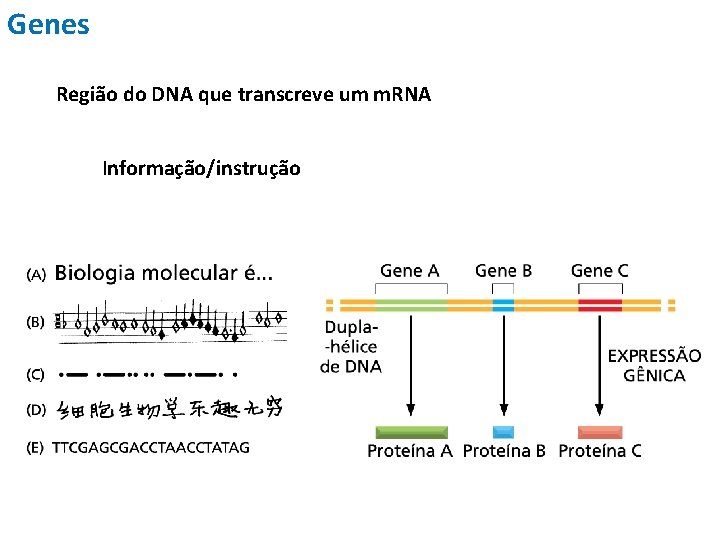 Genes Região do DNA que transcreve um m. RNA Informação/instrução 