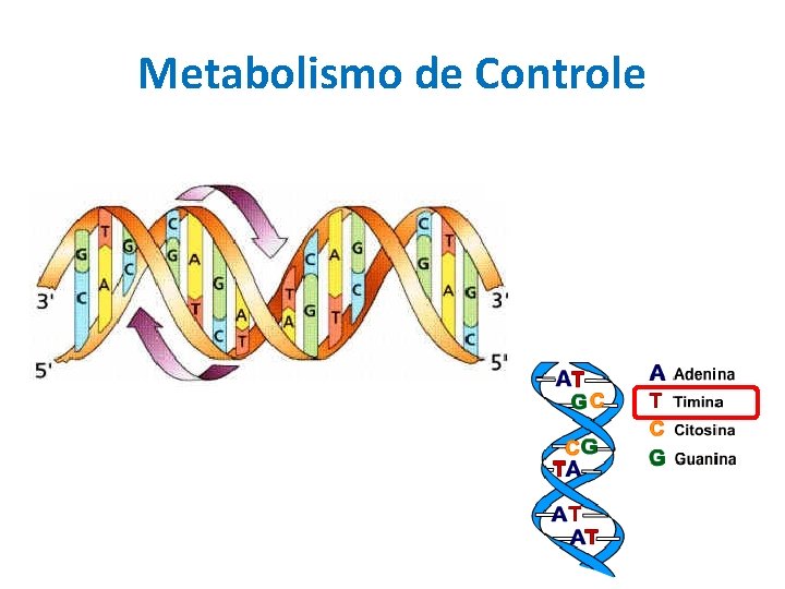 Metabolismo de Controle 