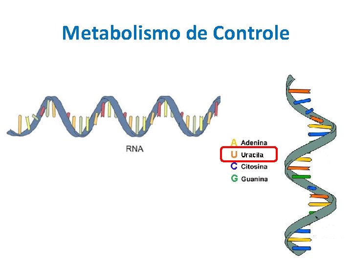 Metabolismo de Controle 