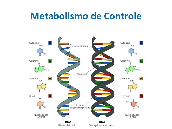 Metabolismo de Controle 