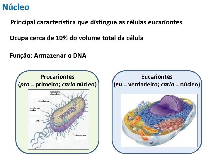 Núcleo Principal característica que distingue as células eucariontes Ocupa cerca de 10% do volume