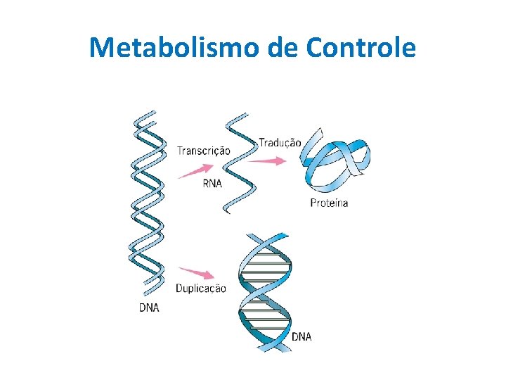 Metabolismo de Controle 