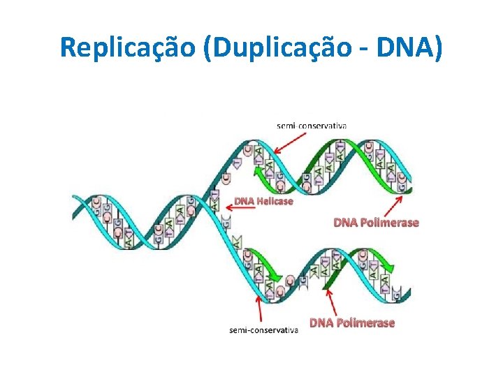 Replicação (Duplicação - DNA) 