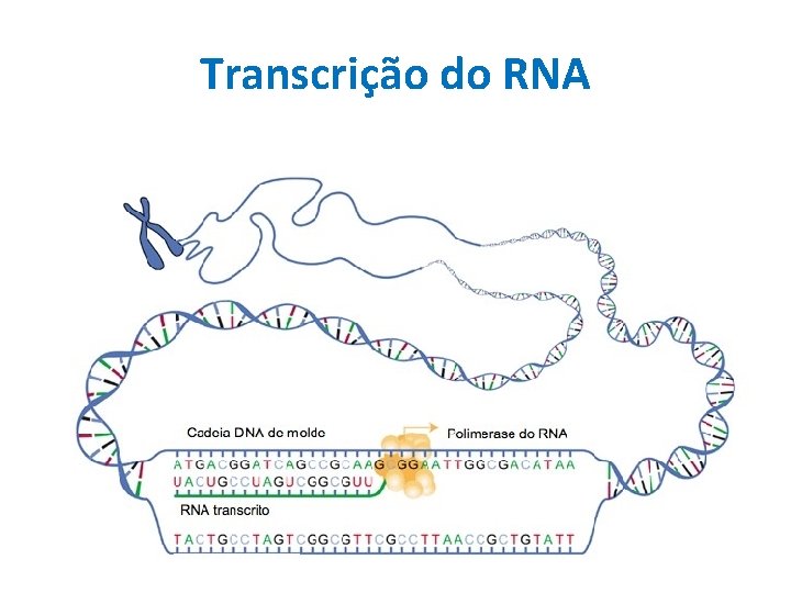 Transcrição do RNA 