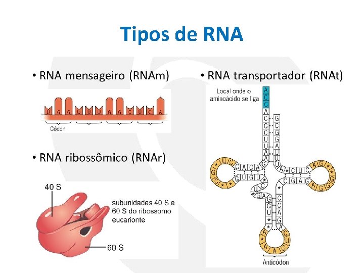Tipos de RNA 