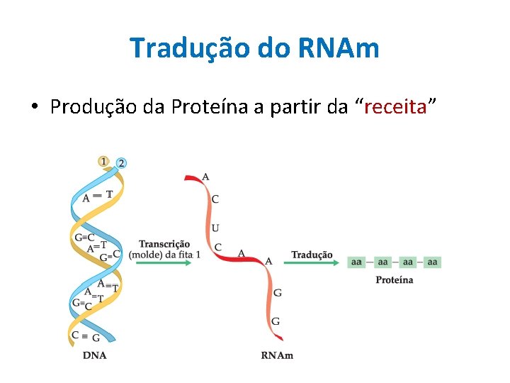 Tradução do RNAm • Produção da Proteína a partir da “receita” 
