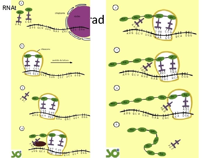 RNAt Tradução 