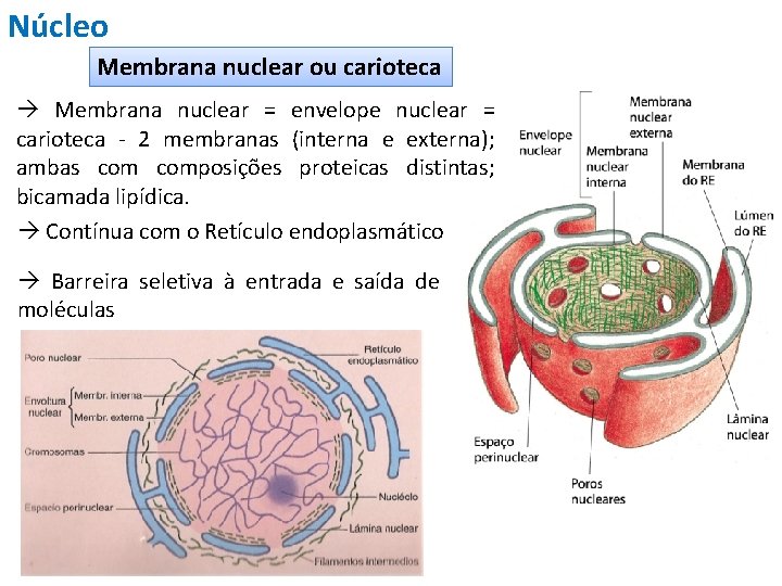 Núcleo Membrana nuclear ou carioteca Membrana nuclear = envelope nuclear = carioteca - 2