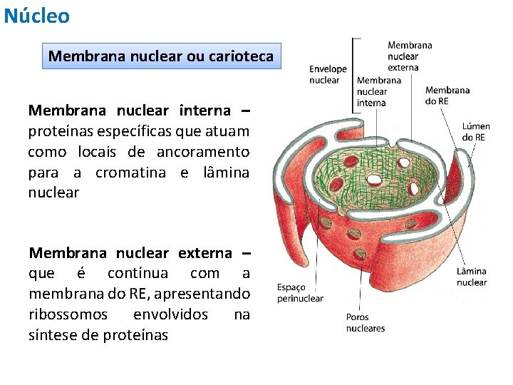 Núcleo Membrana nuclear ou carioteca Membrana nuclear interna – proteínas específicas que atuam como
