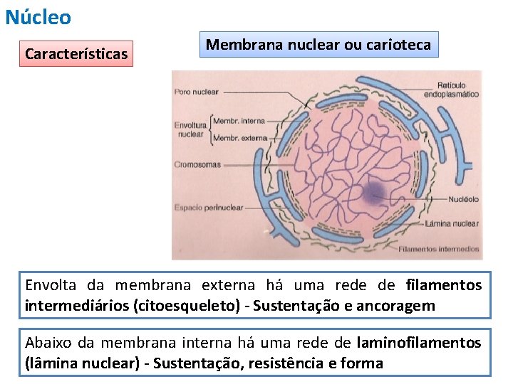 Núcleo Características Membrana nuclear ou carioteca Envolta da membrana externa há uma rede de