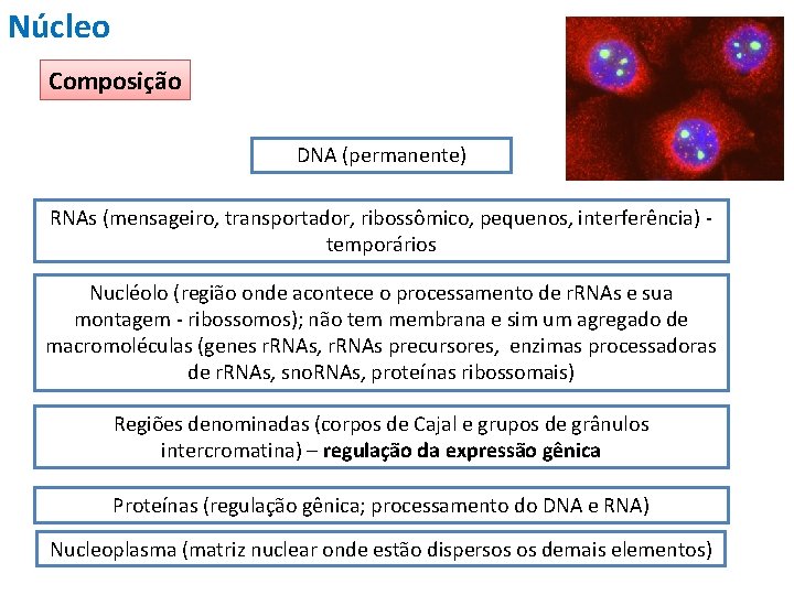 Núcleo Composição DNA (permanente) RNAs (mensageiro, transportador, ribossômico, pequenos, interferência) temporários Nucléolo (região onde