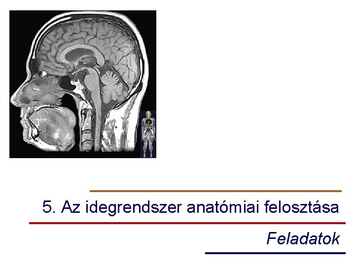 5. Az idegrendszer anatómiai felosztása Feladatok 